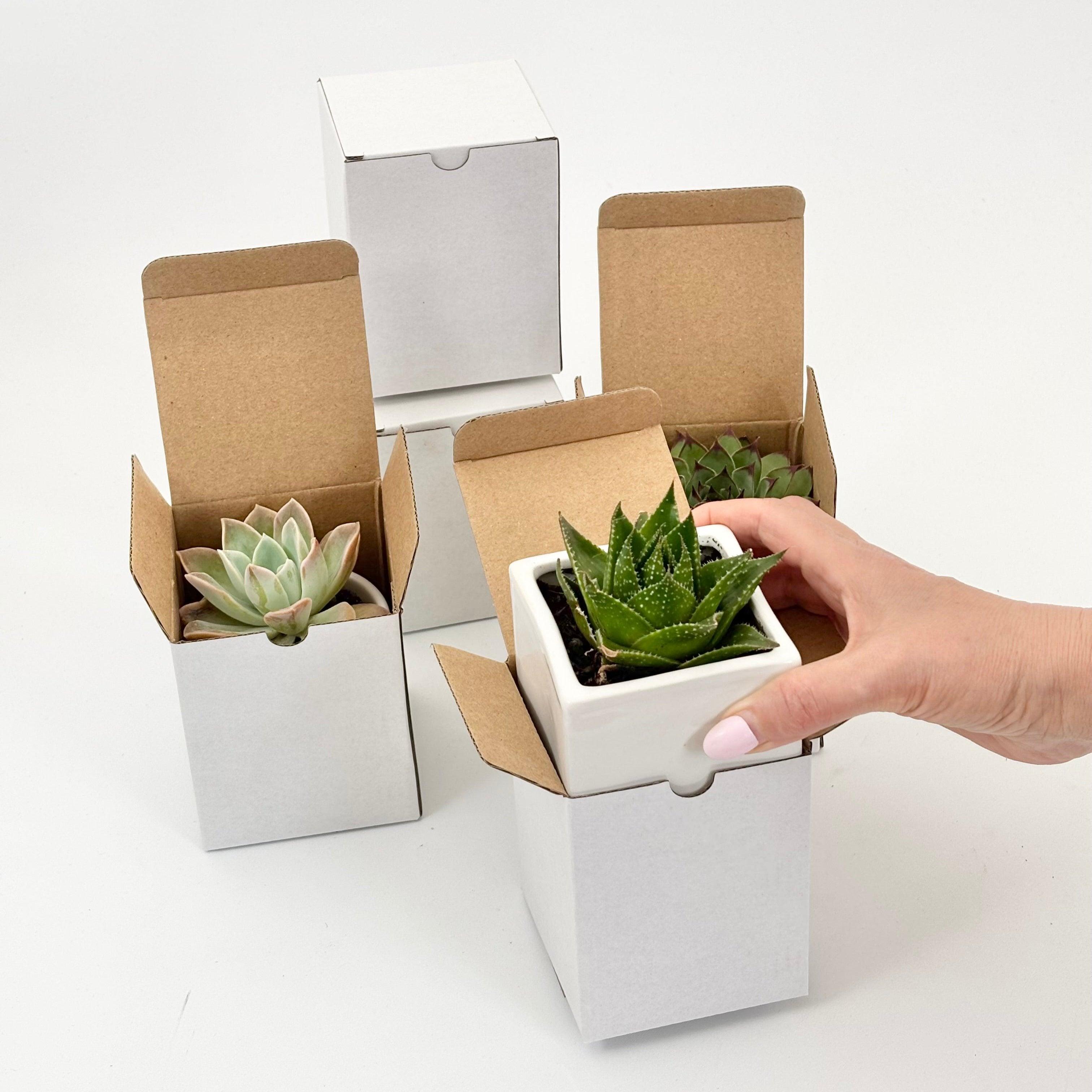 succulent plant packaging Succulent With Gift Box – Office Flower