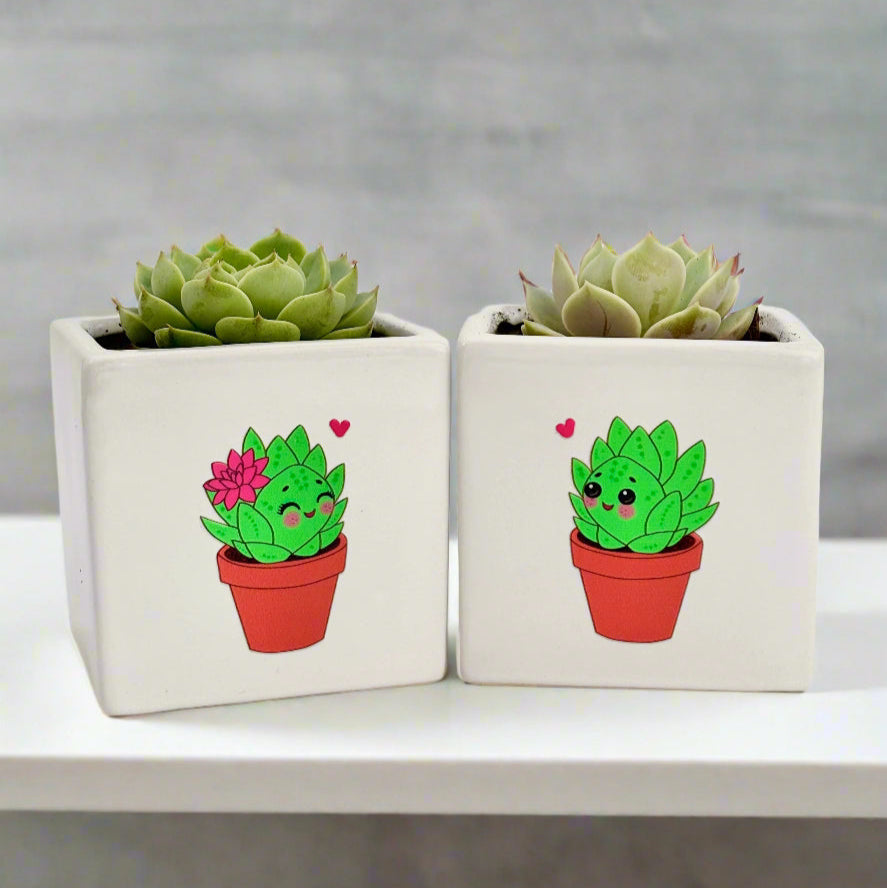 cute succulent gifts Succulent Plant Gift, Cute Couple, Set(Pack 2) – Office Flower