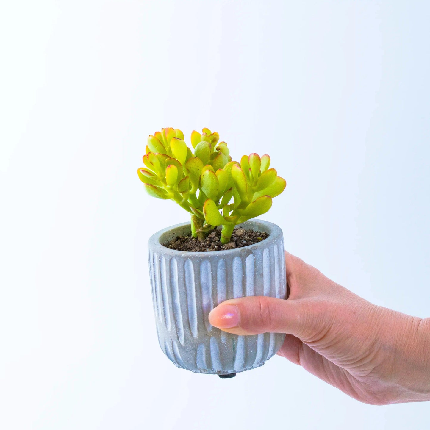 Succulent in Concrete Cylinder Pot - Office Flower