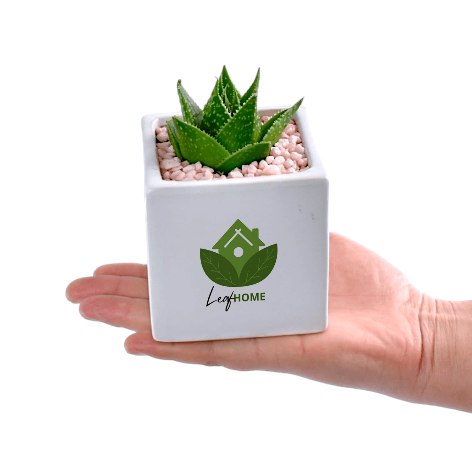 personalised succulent pots Personalised Succulent in White Ceramic Pots – Office Flower