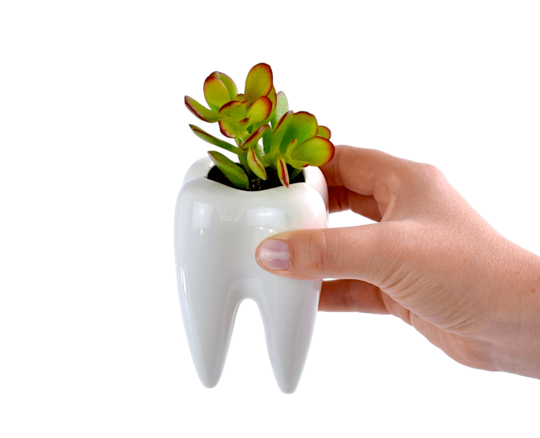 tooth succulent pot Succulent in Ceramic Teeth Pots – Office Flower