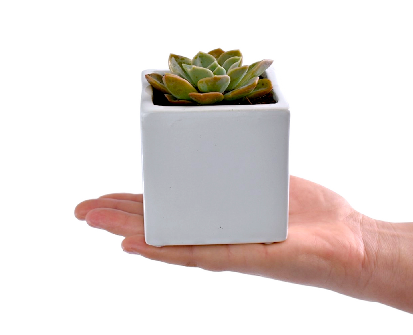 Small succulent plant in a white pot held in a hand against a white background
