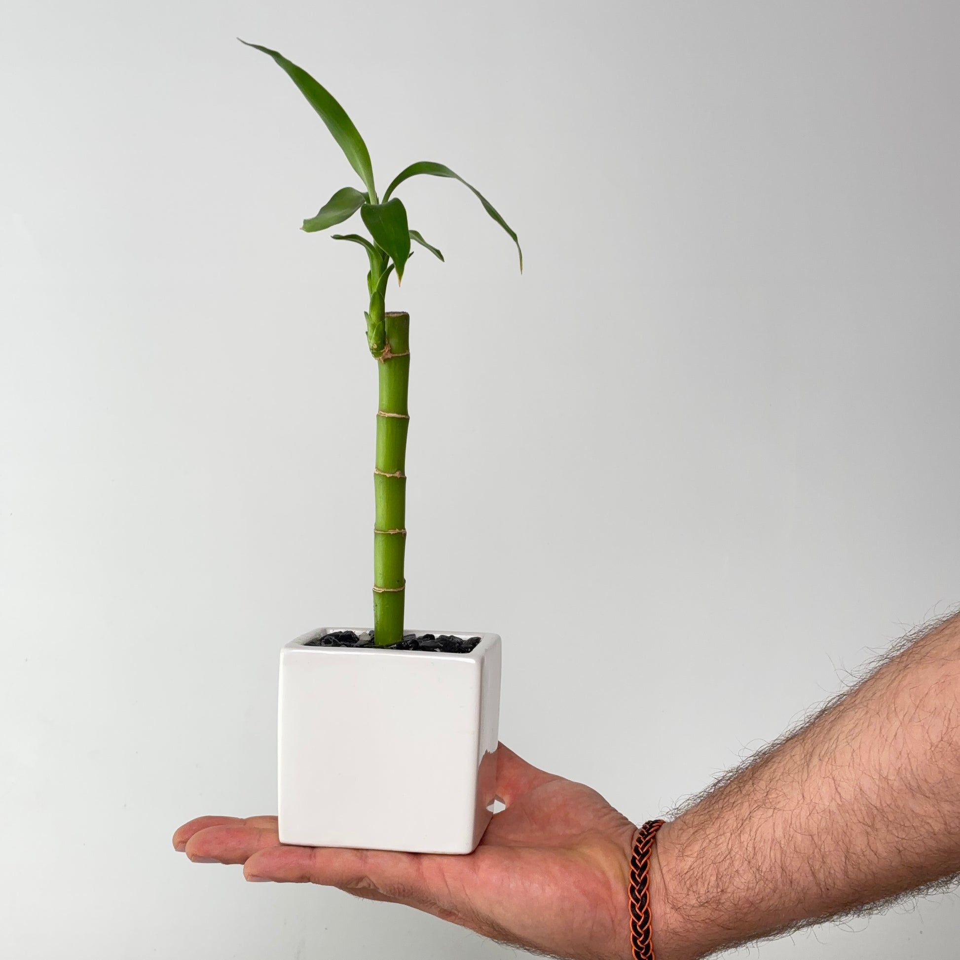 A small potted bamboo plant with a green stalk and leaves in a square white ceramic pot, held in a person's hand against a plain light gray background.