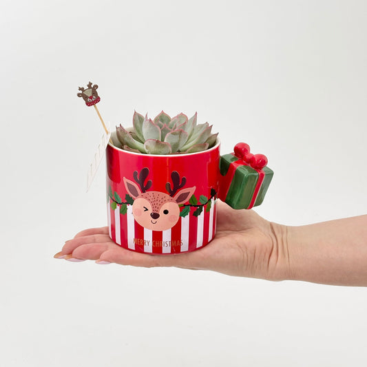 Chrsitmas plant gift