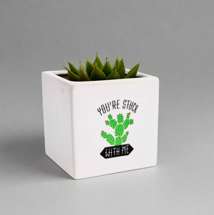 Succulent Plant Gift, You'er Stuck with me