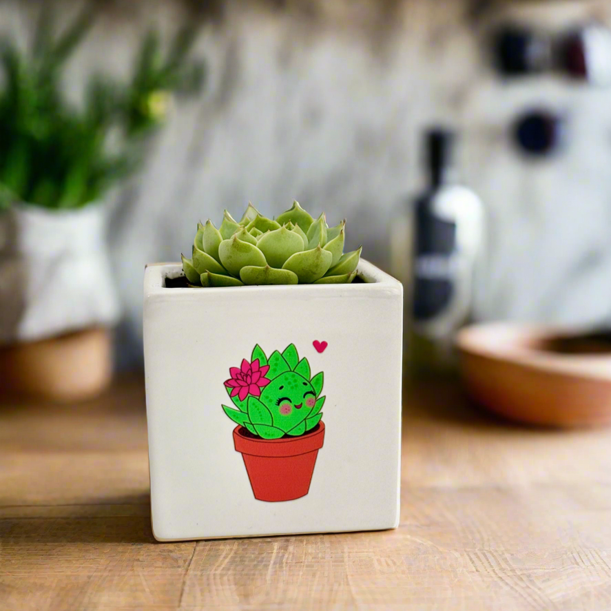 Romance Plant Gift