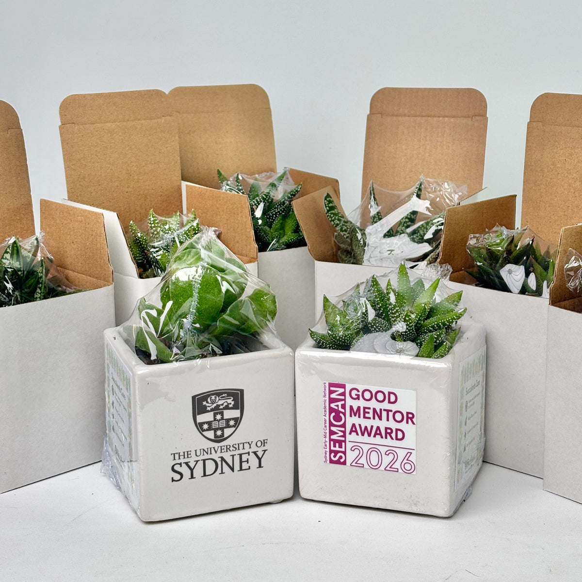 Several small potted succulents in white square planters sit in open brown cardboard boxes on a light gray surface. Two planters in front are visible: one printed with the University of Sydney crest and text, and one printed with a pink and white 'Semgan Good Mentor Award 2026' badge.