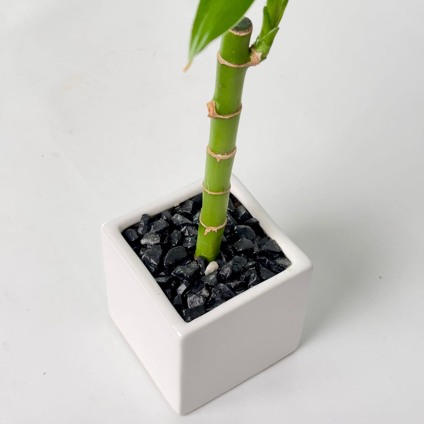 A small green bamboo plant in a square white ceramic pot filled with black decorative stones, photographed on a clean white background