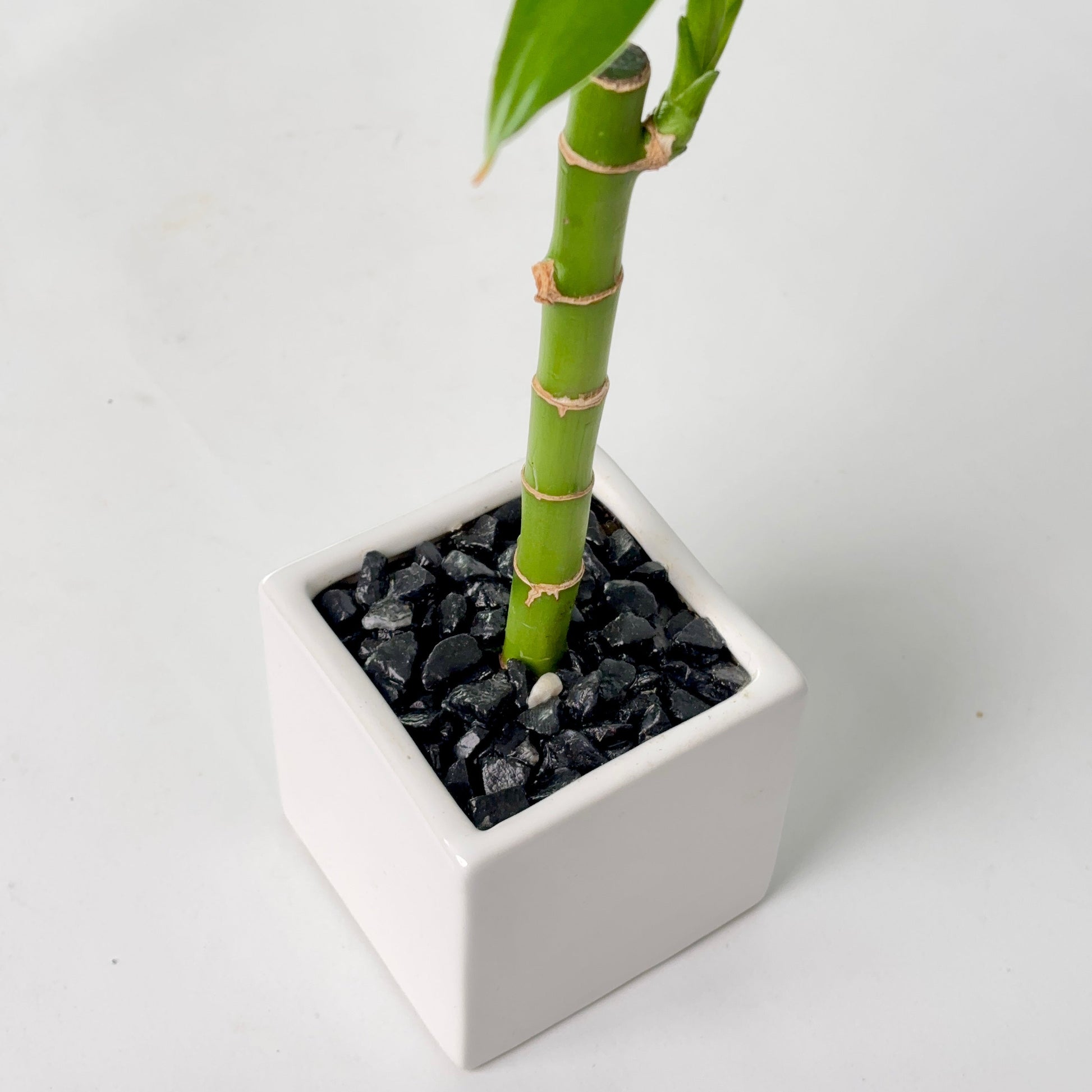 A small green bamboo plant in a square white ceramic pot filled with black decorative stones, photographed on a clean white background