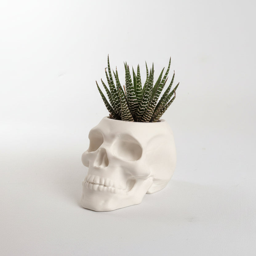 Skull-shaped white planter with a succulent on a light gray background