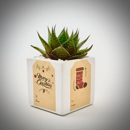 Christmas Succulent gift box