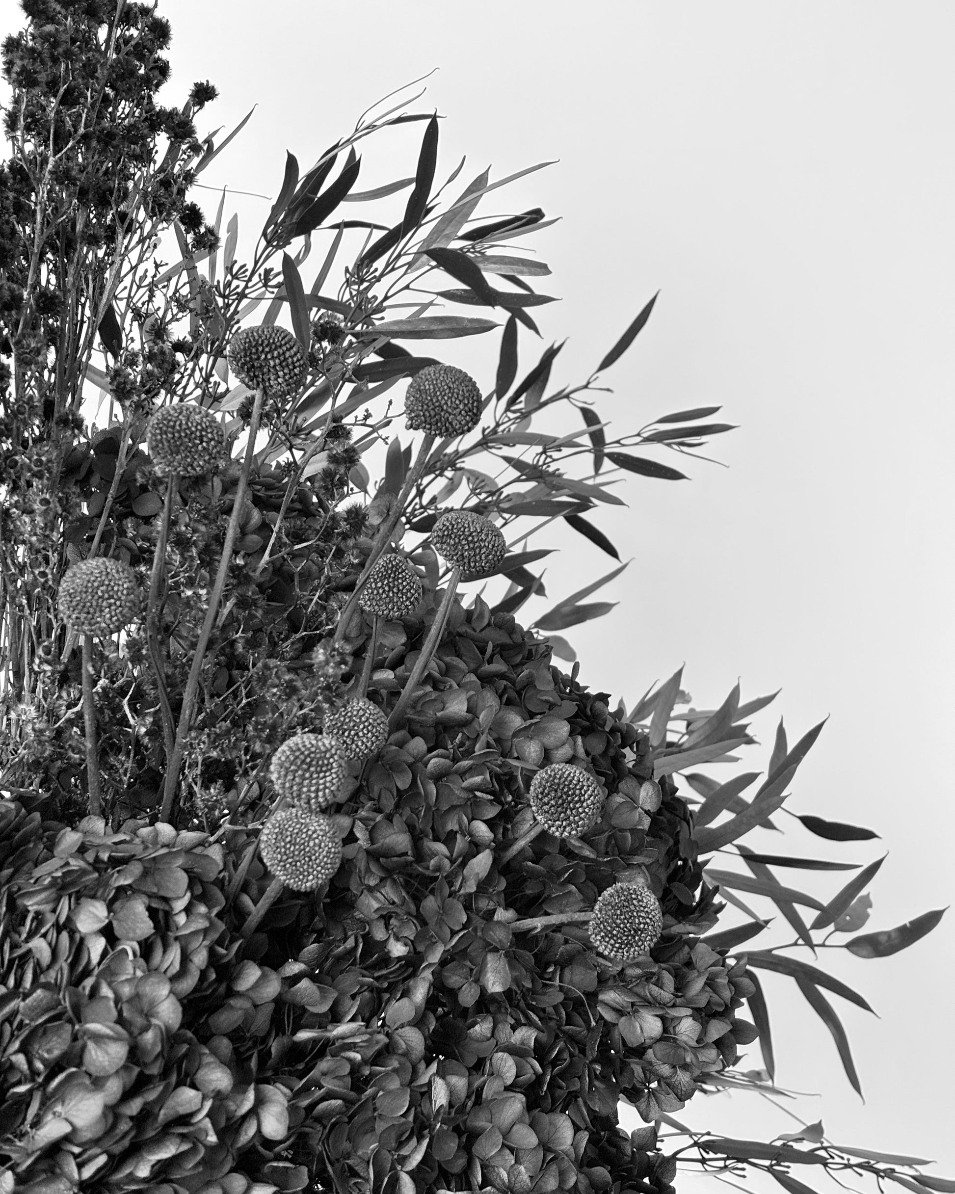 Black and white close-up photograph of dried ornamental foliage with round spiky seed heads and slender leaves against a pale sky background.