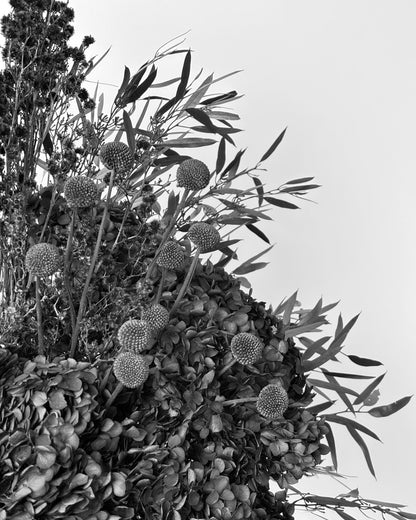 Black and white close-up photograph of dried ornamental foliage with round spiky seed heads and slender leaves against a pale sky background.
