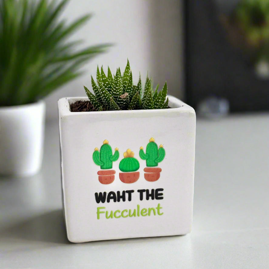 succulent with funny text 