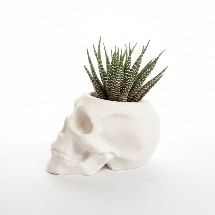 Skull-shaped planter with a succulent on a light gray background.
