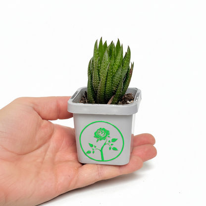 A small green succulent plant in a light gray square pot with a green rose logo, held in a person's hand against a white background.