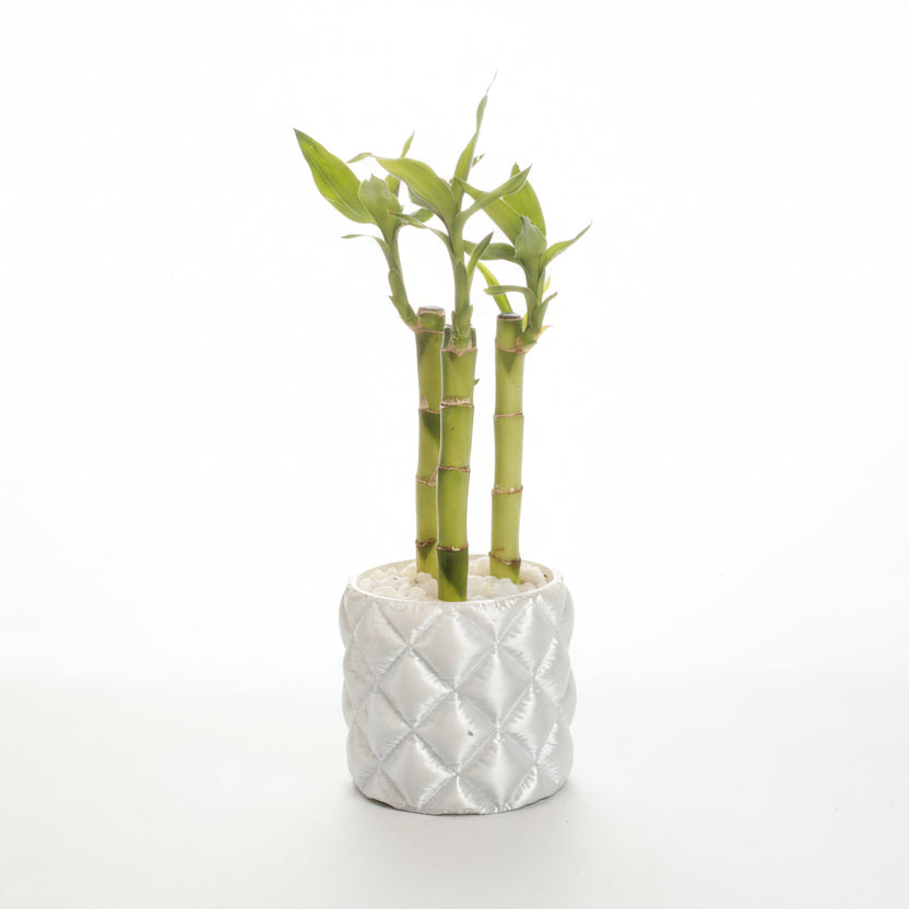 Green bamboo plant in a textured white pot on a light gray background.