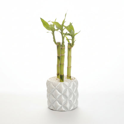 Green bamboo plant in a textured white pot on a light gray background.