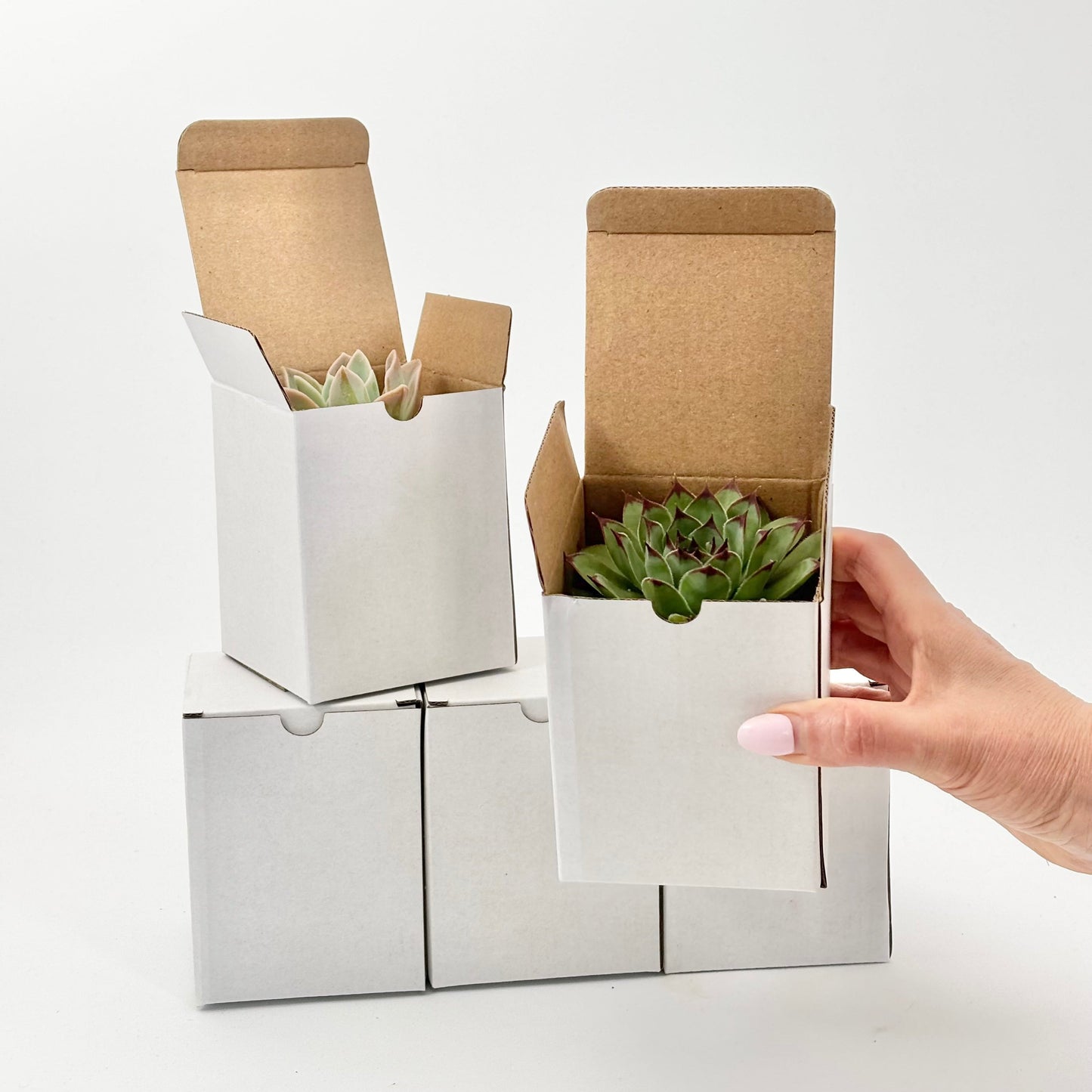 Customise succulent gift box