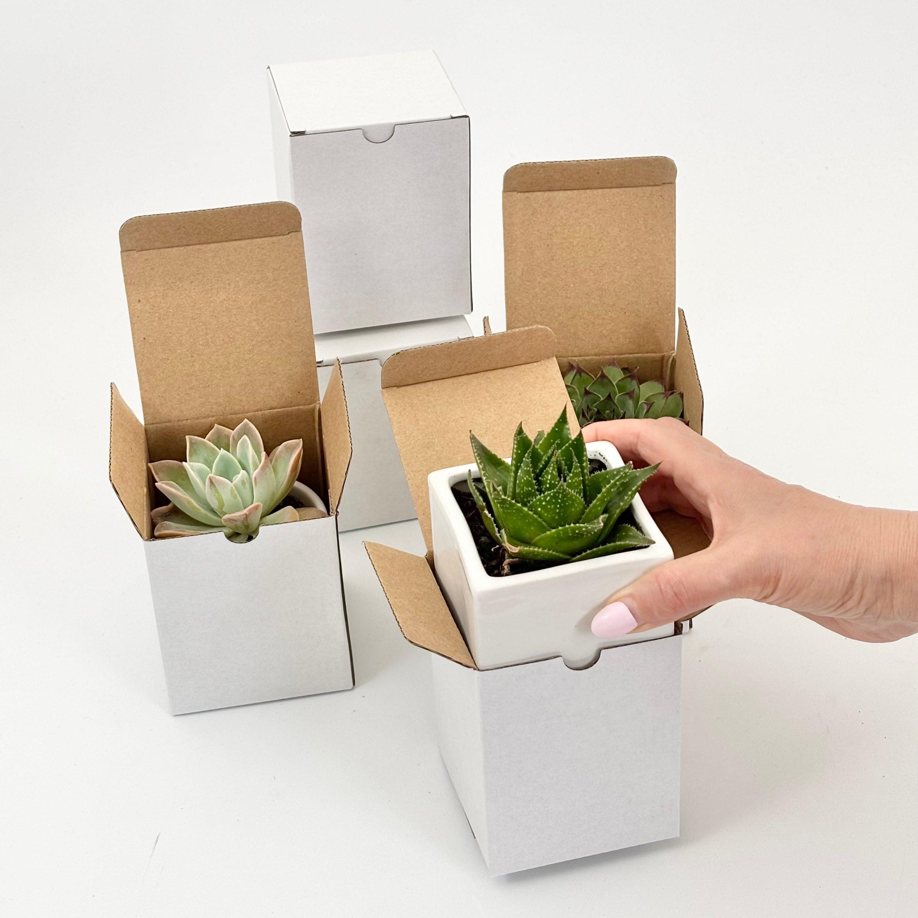 Succulent in Cube Ceramic Pot with Gift Box - Office Flower