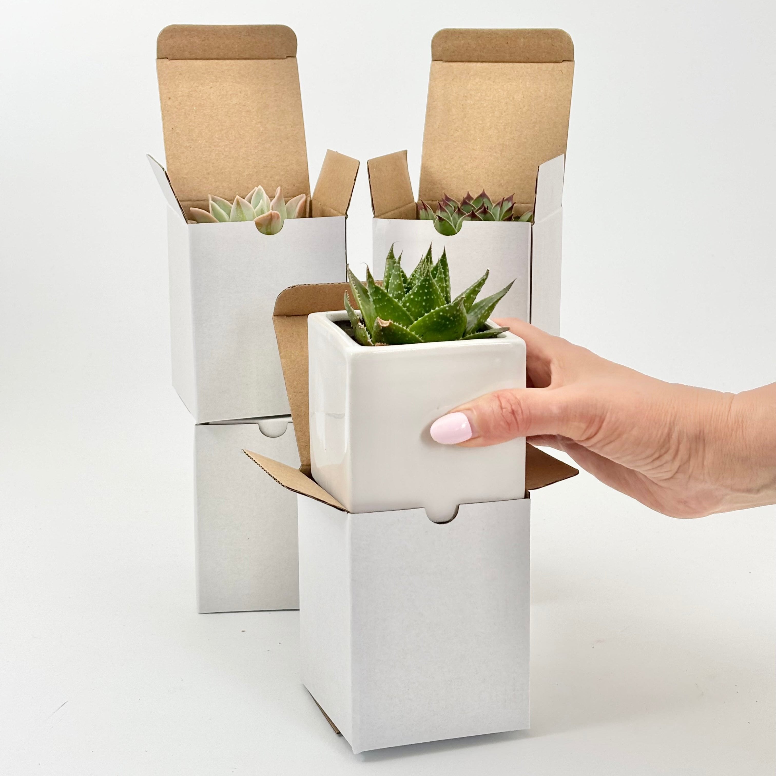 Plant gifts in box