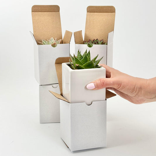 Succulent in Cube Ceramic Pot with Gift Box - Office Flower