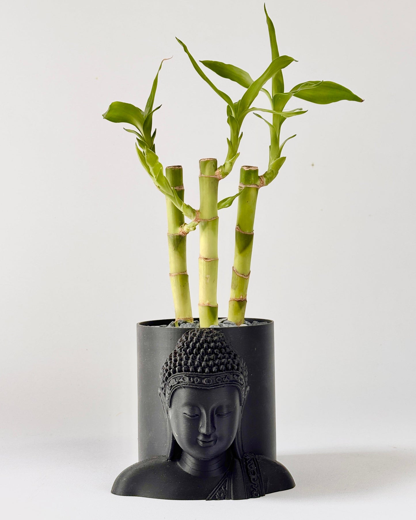 Bamboo plant in a black Buddha head pot on a white background