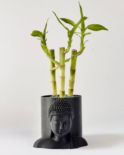 Bamboo plant in a black Buddha head pot on a white background