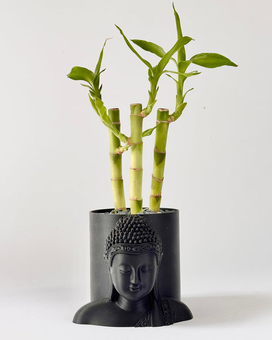 Bamboo plant in a black Buddha head pot on a white background