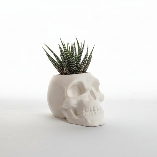 White skull-shaped planter with a small plant on a light gray background