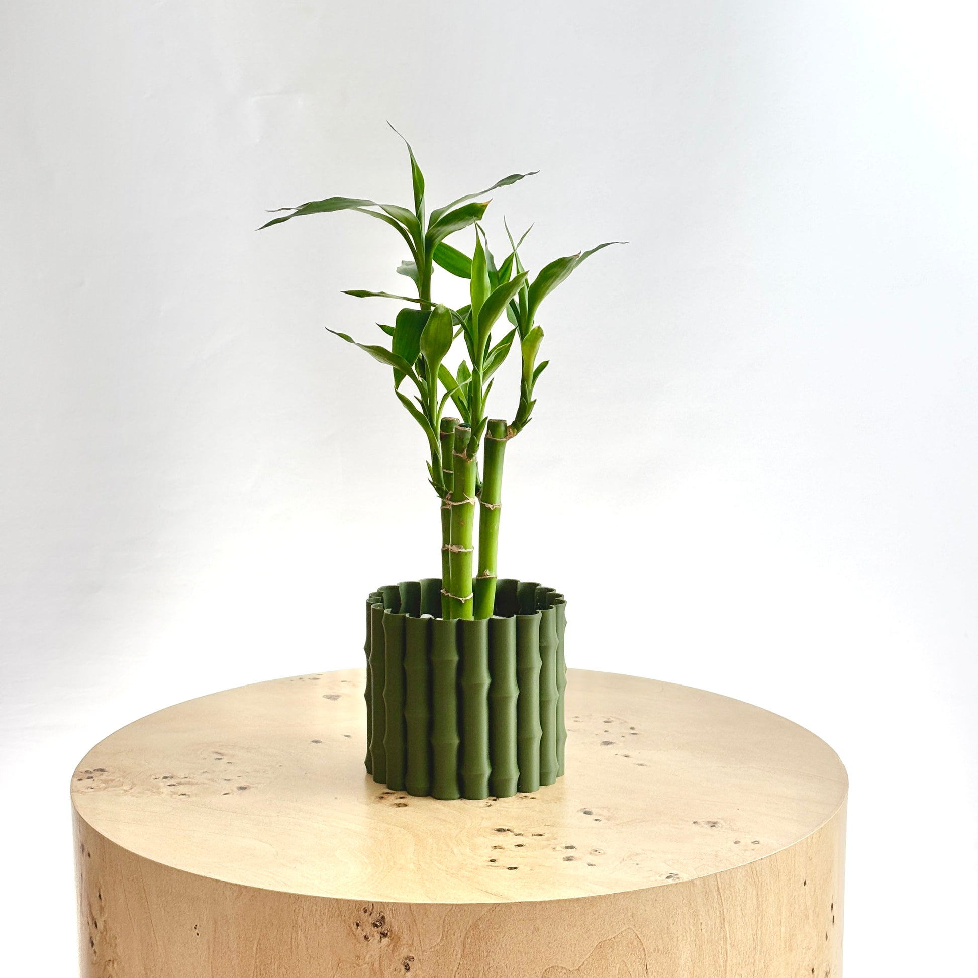 Bamboo plant in a decorative pot on a wooden surface with a white background