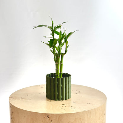 Bamboo plant in a decorative pot on a wooden surface with a white background