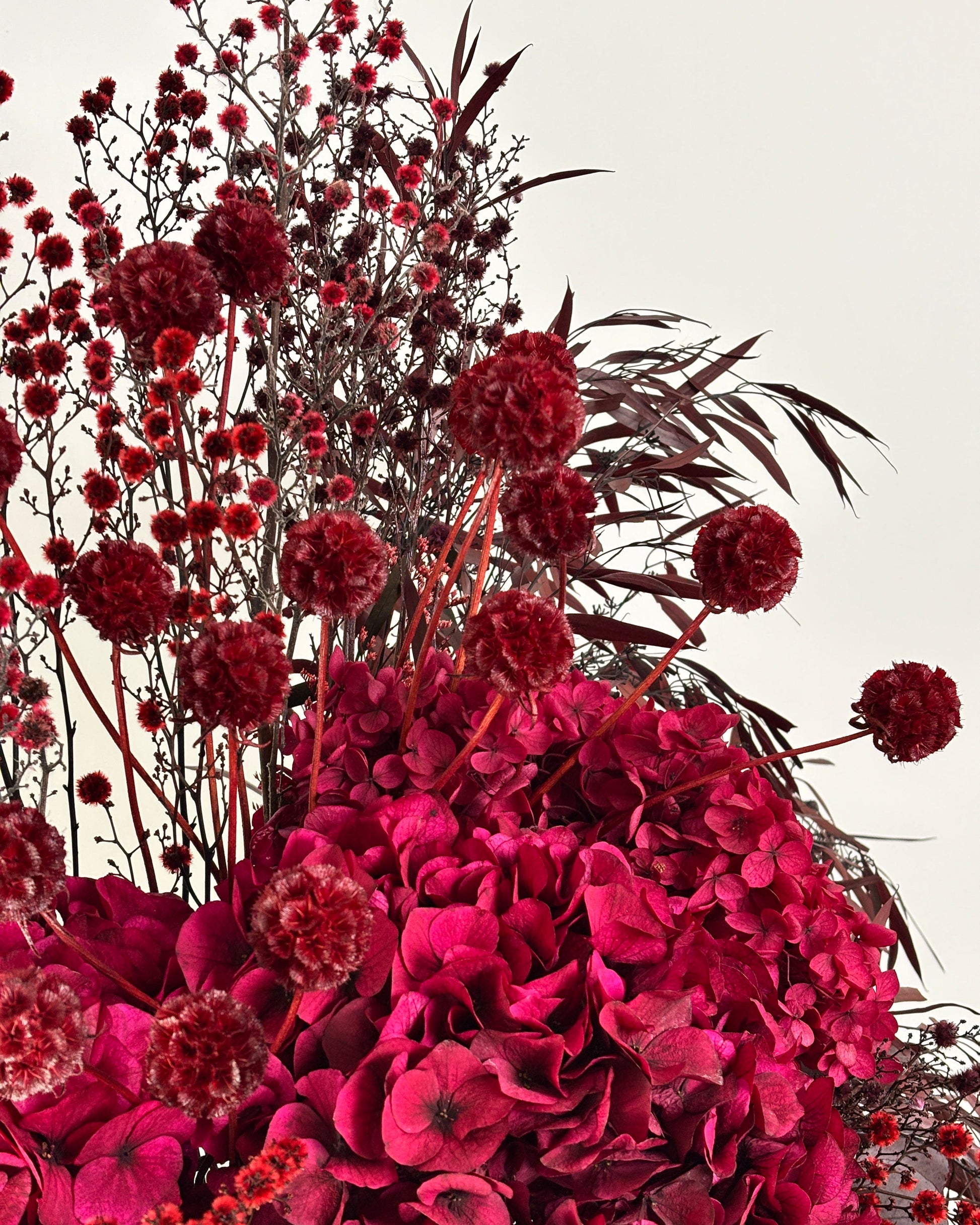 Close-up of dark red dried flowers with a white background
