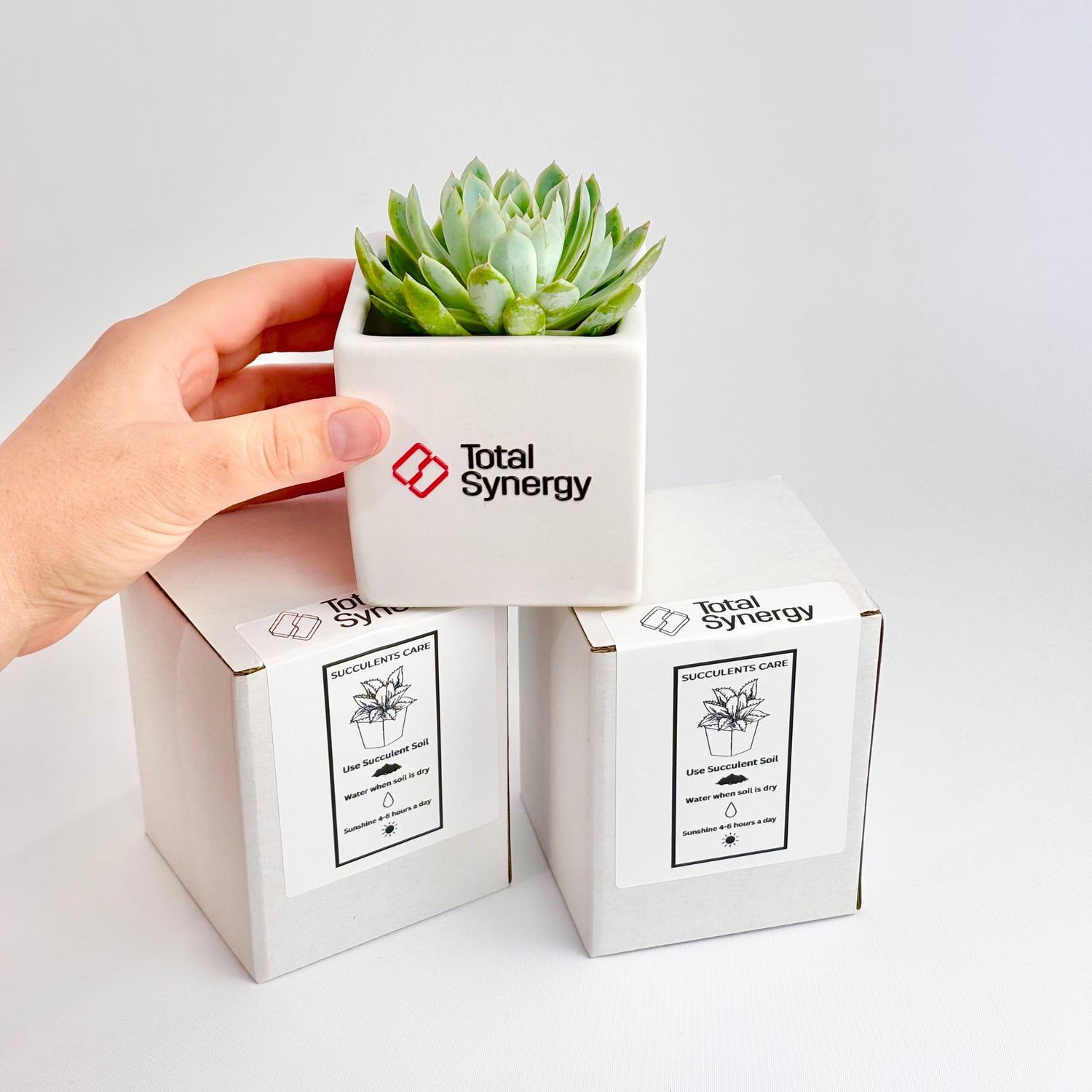 Plant gift with logo and box 