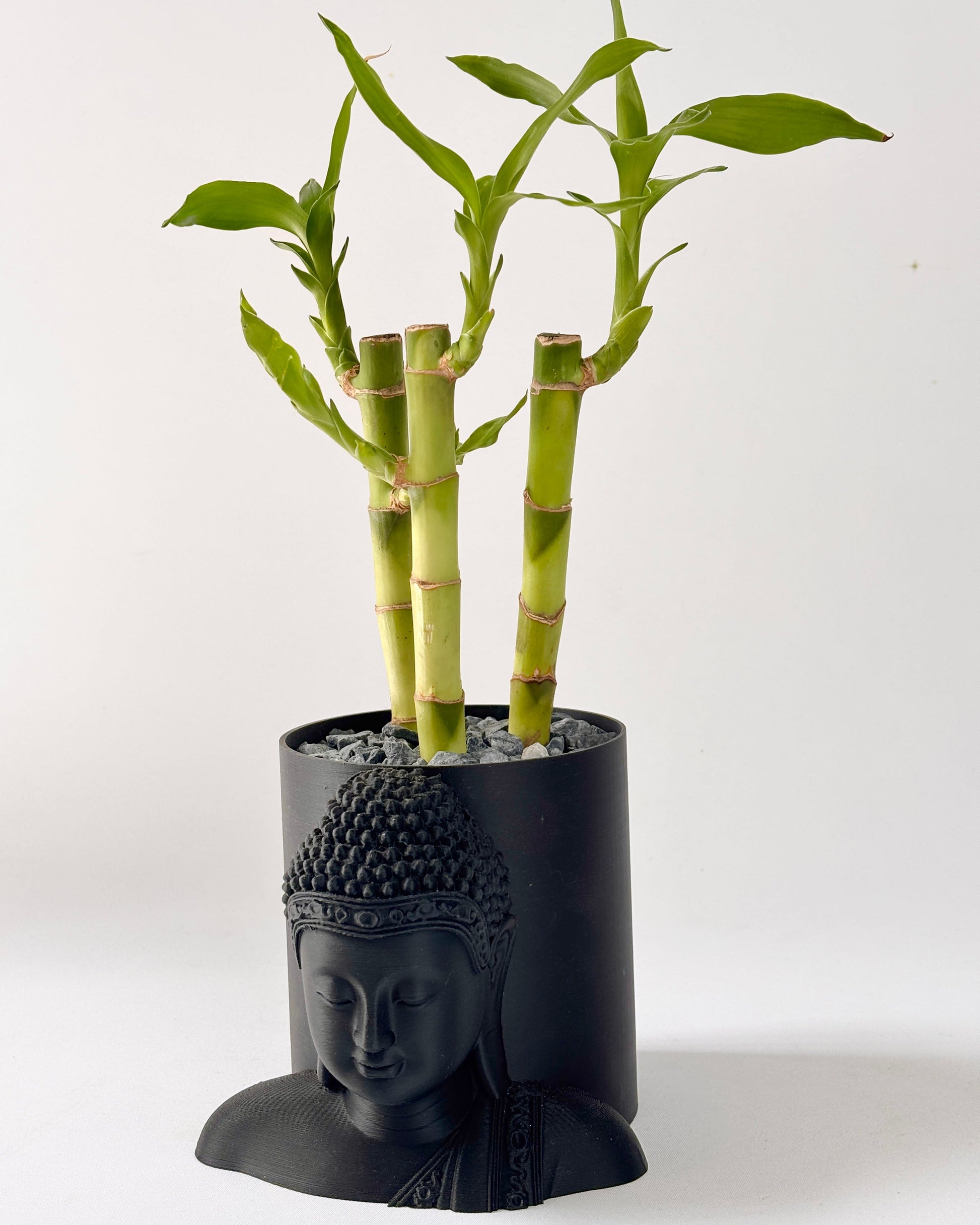 Bamboo plant in a black Buddha head pot on a white background