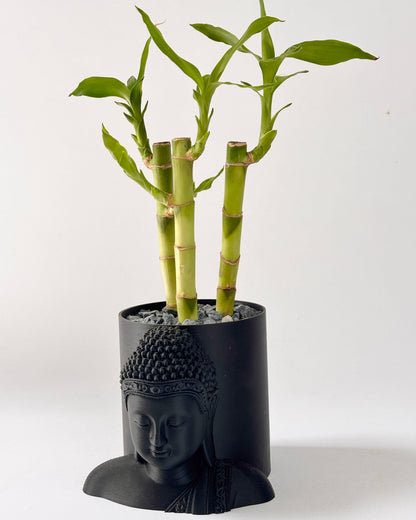 Bamboo plant in a black Buddha head pot on a white background