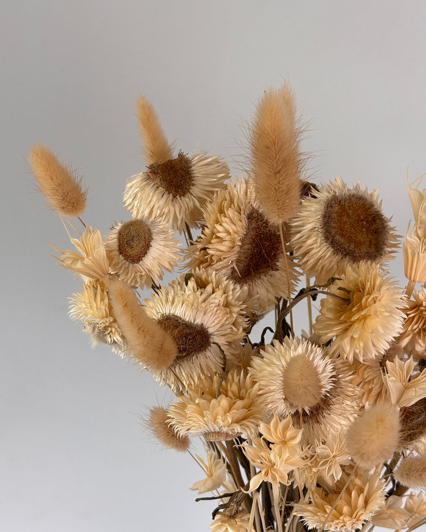 Dried beige flowers against a light gray background