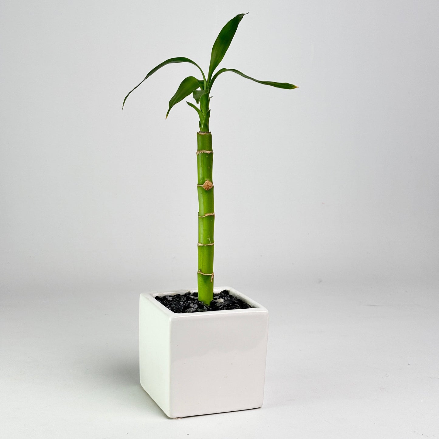 A small green bamboo plant in a square white ceramic pot with black gravel, photographed against a seamless light gray studio background