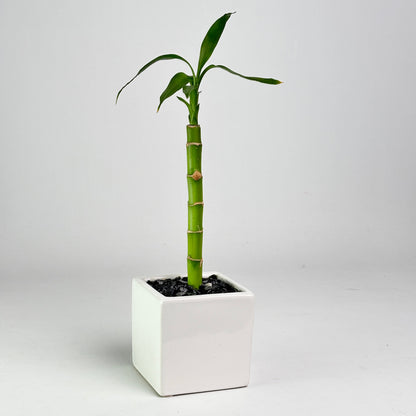 A small green bamboo plant in a square white ceramic pot with black gravel, photographed against a seamless light gray studio background