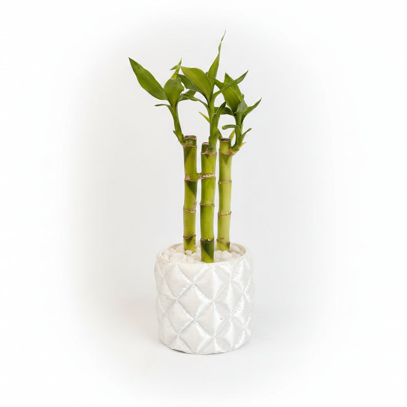 Potted bamboo plant in a white textured pot on a light gray .background