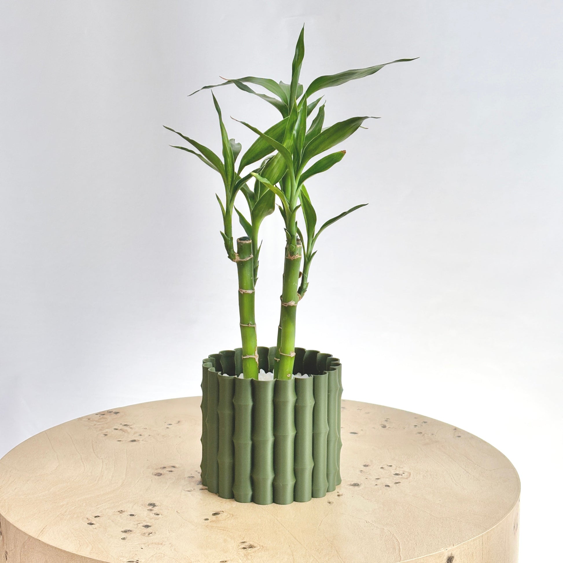 Potted bamboo plant on a round stone surface with a light gray background