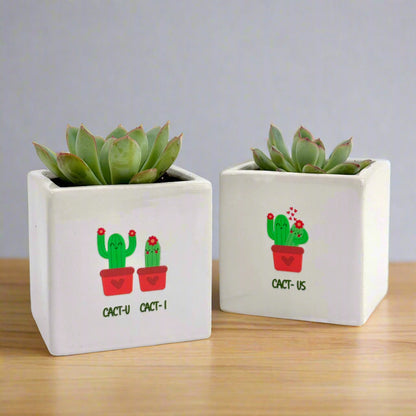 Succulent Plant Gift , Cact-Us , Set(Pack 2)