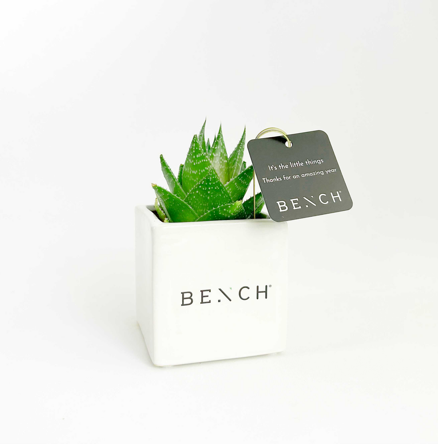 Personalised Succulent in White Ceramic Pots