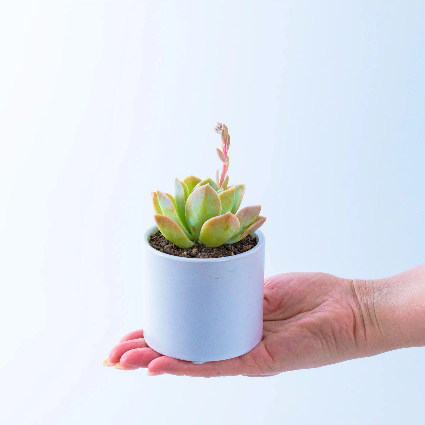 succulent plants - small gift idea