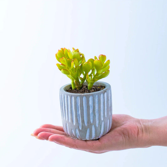 Succulent in Concrete Cylinder Pot - Office Flower