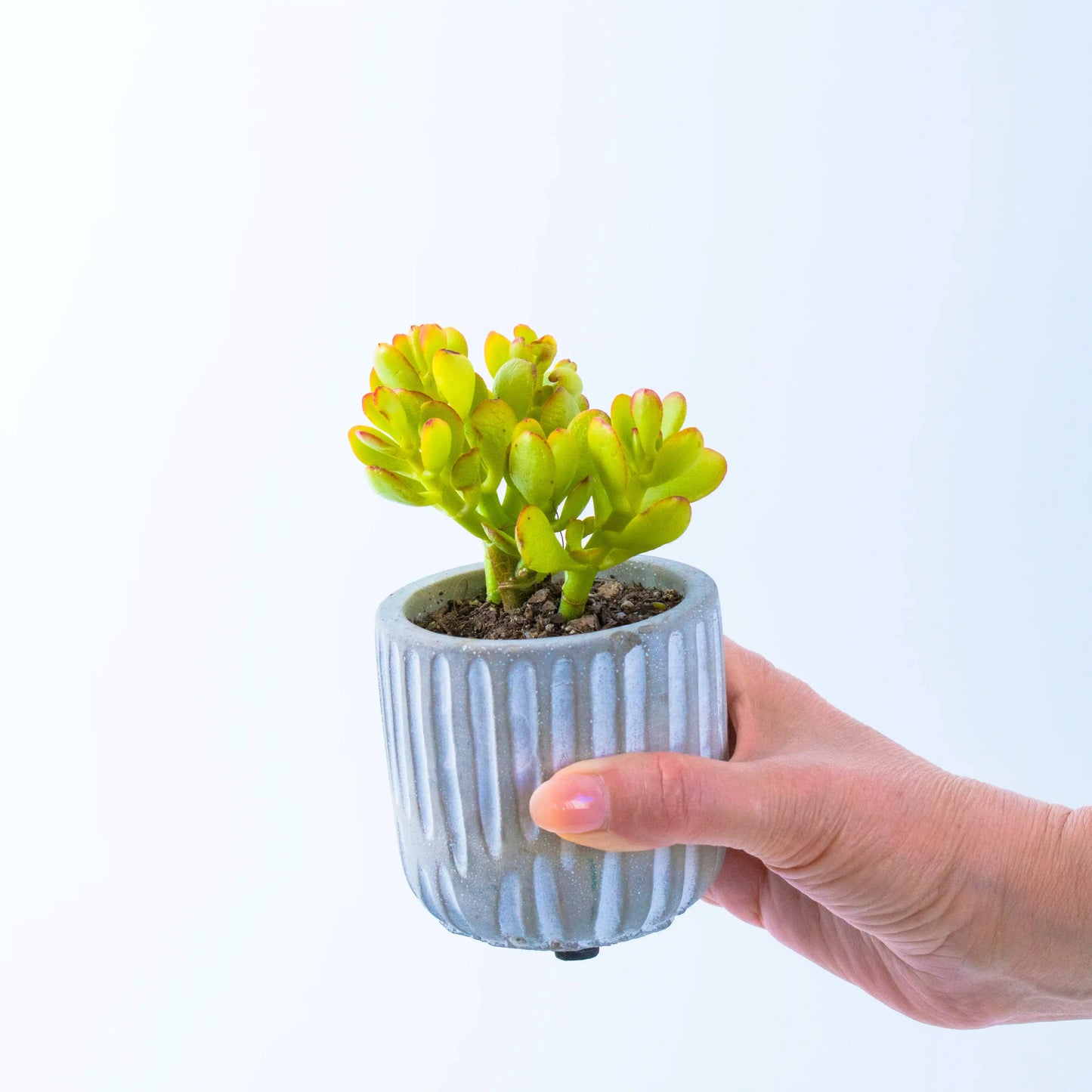 small gift for business - Crassula succulent 