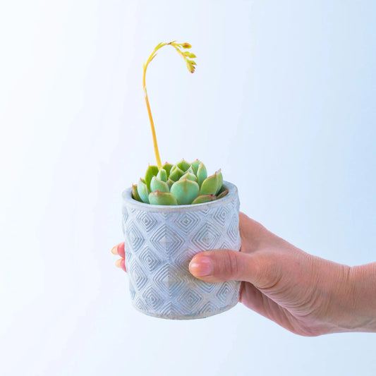 Succulent in a Diamond Pattern Pot - Office Flower