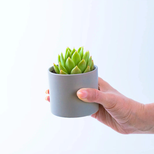 Succulent Gifts - Next Day Delivery - Sydney Only - Office Flower