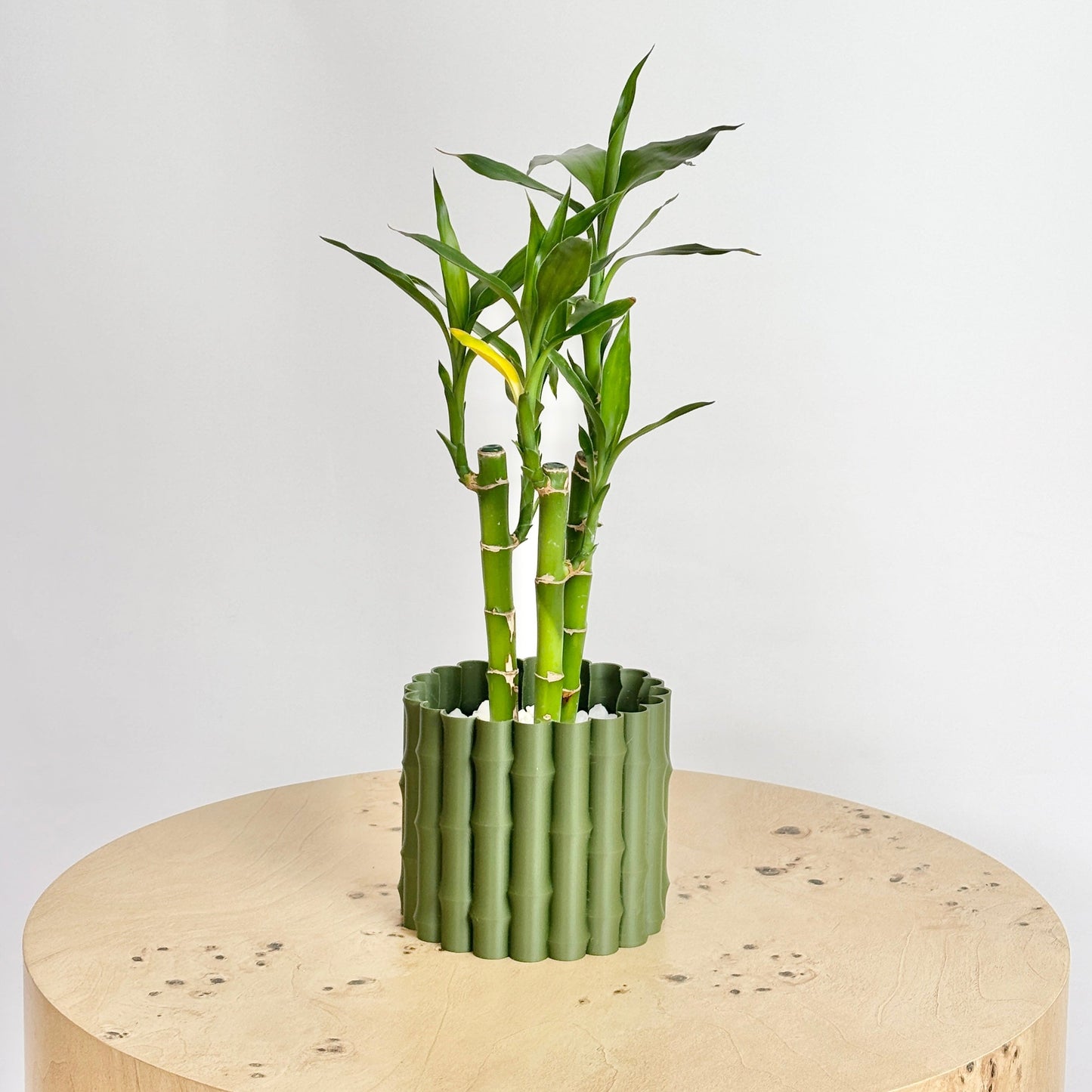 Green potted plant on a wooden stand with a white background