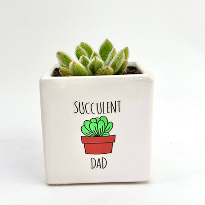 succulent dad